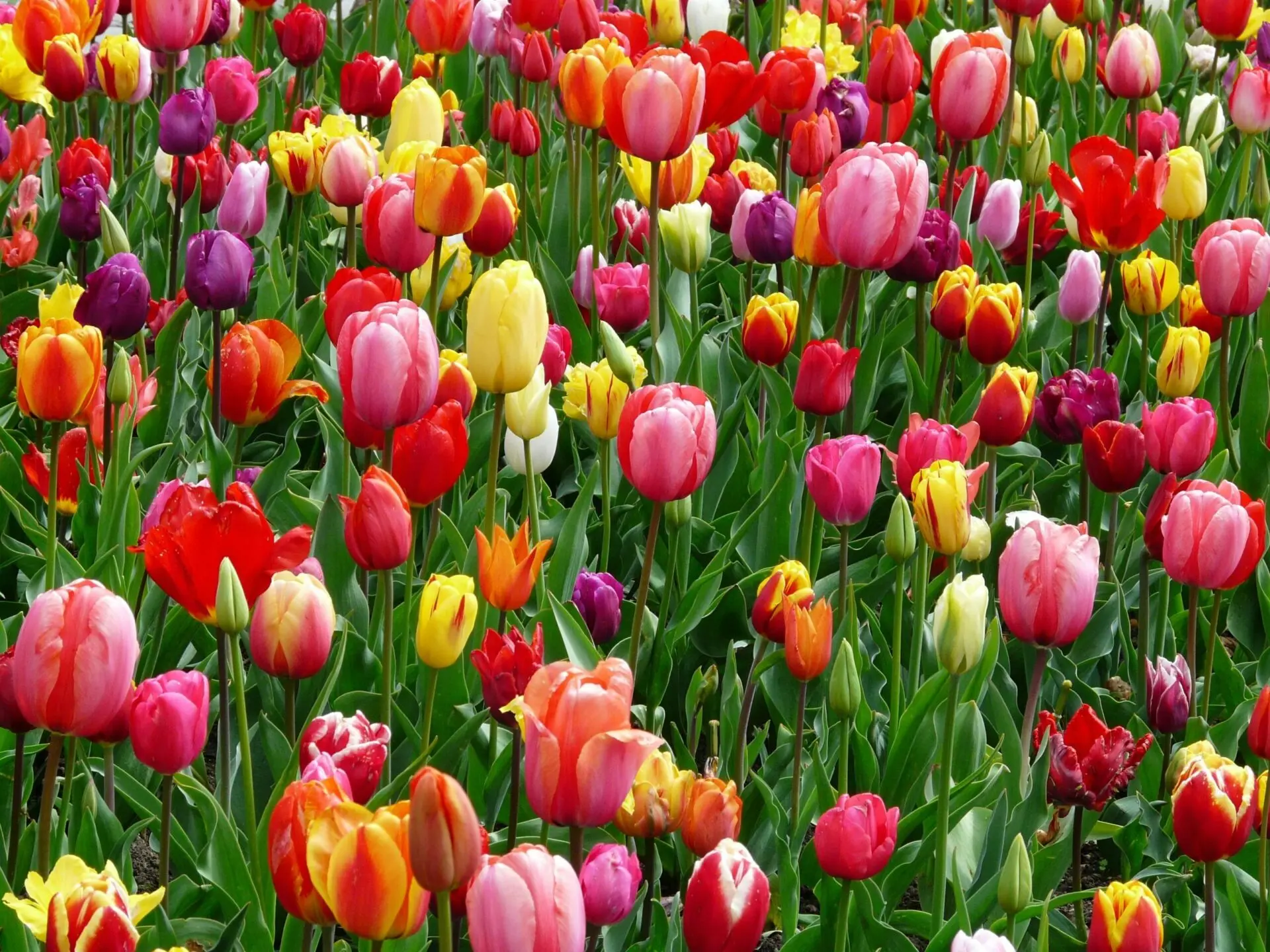 Kashmir Package
